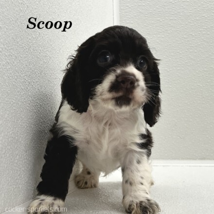 puppy, for, sale, Cocker Spaniel, Joe & Cherri  Overlease, dog, breeder, Miller, MO, dog-breeder, puppy-for-sale, forsale, nearby, find, puppyfind, locator, puppylocator, aca